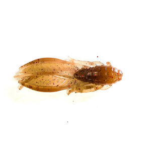 Guma Pływająca Prospin Baits Craw Flap 2 cale 12szt