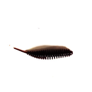Guma Pływająca Prospin Baits Slug 1,5 cala 15sztuk
