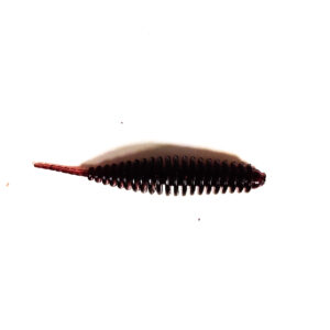 Guma Pływająca Prospin Baits Slug 1,5 cala 15sztuk