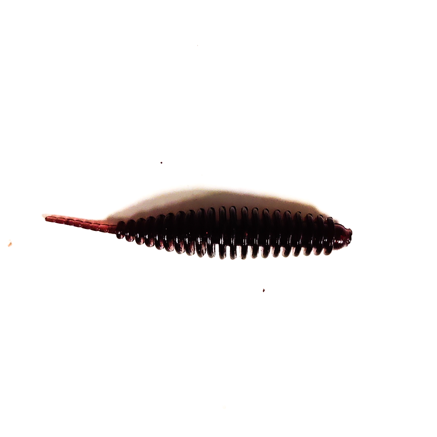 Guma Pływająca Prospin Baits Slug 1,5 cala 15sztuk