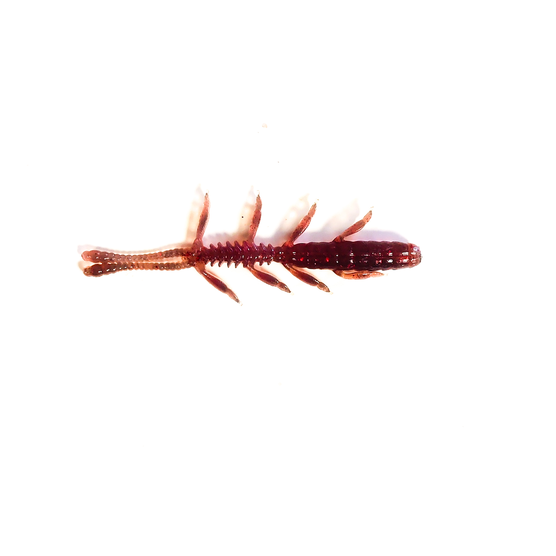 Guma Pływająca Prospin Baits Bug 2,3 cala 10szt